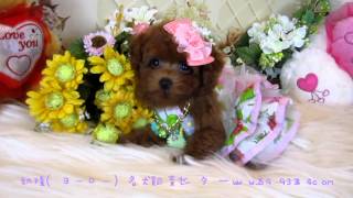 Big Teacup Poodle 047  Teacup poodle Toy poodle Pocket poodle [upl. by Ateuqirne995]