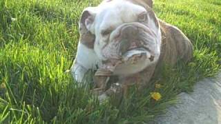 Gary the Bulldog  slobbering and chewing on bone [upl. by Rodablas]