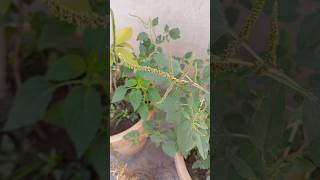 Chia seeds amazing growth DIY garden ideas chiaseeds growth [upl. by Ise]