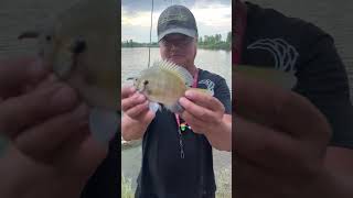 Here Is Seven Fishing At St Vrain State Park In Firestone Colorado Beautiful fishing shorts [upl. by Ulane685]