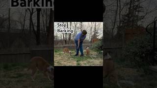 Stop Dog Barking Outside Teach Your Dog quotTouchquot [upl. by Dicky]