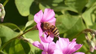 Japanese Honeybee Pollinates Pinksorrel Flowers 240fps [upl. by Deni]