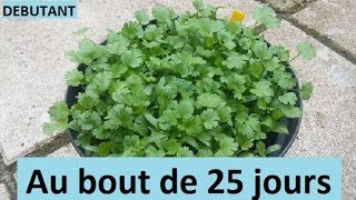 Faire pousser de la coriandre en pot Adapter pour balcon Débutant How to grow coriander [upl. by Callie495]