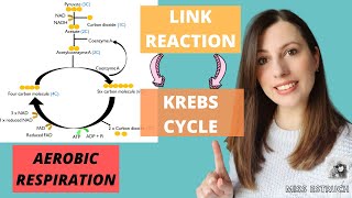 AEROBIC respiration The LINK REACTION and the KREBS CYCLE for AQA Alevel Biology [upl. by Braca]