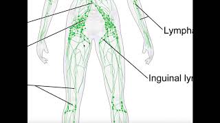 Basics amp Structures of the Lymphatic System [upl. by Aihsilef311]