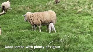 Nucleus Lambing at Mynydd Gorddu [upl. by Airal]