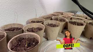 Washingtonia filibusta seedling test run PART 4 [upl. by Cristiona]