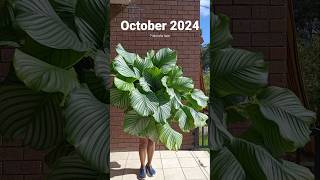 Calathea 7 month growth update calathea geoppertiaorbifolia indoorplants [upl. by Vivie]