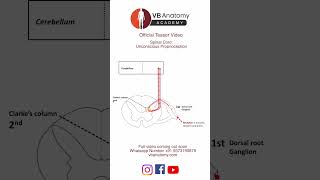 TEASER Unconscious proprioception [upl. by Lorinda723]