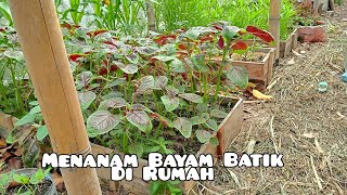 Budidaya Sayur Bayam Batik di Halaman Rumah [upl. by Reich602]