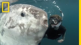 Strange Sunfish and Hope for the Ocean  National Geographic [upl. by Beverly]