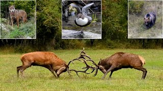 Natura d’Abruzzo tra bramiti ululati canti versi [upl. by Jerrold]