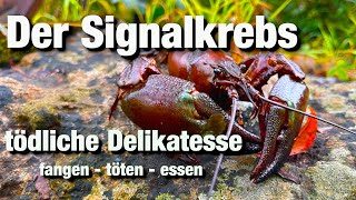 Signalkrebs fangen töten essen invasive Art im Gewässer [upl. by Armilla]