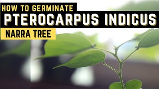 How To Germinate Pterocarpus Indicus  Narra Tree  PH [upl. by Noonberg]