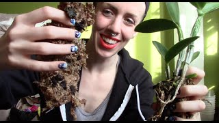 Cattleya Orchid Repotting  root cleanup semihydroponic [upl. by Htebazle560]