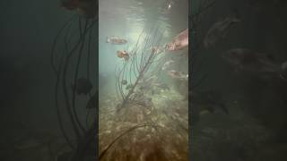 Underwater Footage Of Huge Bass and More  Bass Pro Shop Fish Tank shorts [upl. by Augusto28]