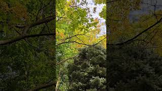 Oak Trees Turning Orange in Autumn oaktree fallcolors torontoparks [upl. by Serrell]