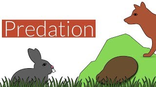 Predation Brief SummaryLeaving Cert Biology [upl. by Pen938]