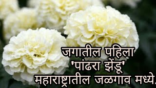 शेतकरी मित्रांनो तुमच्यासाठी पांढऱ्या झेंडू फूला बद्दल  Vanilla White Marigold Flower Marathi Vlog [upl. by Yrallam31]