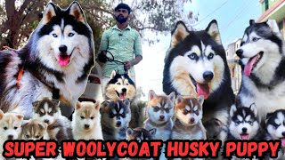 husky puppies for saleseibrian husky puppies low priceall over india delivery coimbatorepets [upl. by Tichonn285]