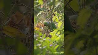 Cute parrot having its meals parrot birds photography shorts story viralvideo nature [upl. by Naujaj]