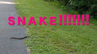 We saw a snake at the Dismal Swamp Canal Trail [upl. by Roselin]