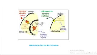 Cours dEndocrinologie vidéo 1  Généralités [upl. by Emilio816]