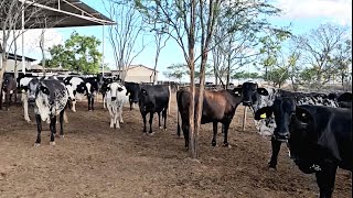 FAZENDA SÃO MIGUEL MOSTRA VACAS GIROLANDAS DE ALTA GENÉTICA E MANEJO IDEAL [upl. by Aip347]