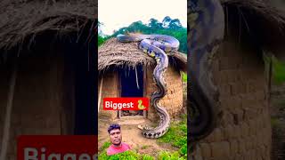 big anaconda snake 🤔🐍🐍 short viral video  trending short reels  chhabilalvlogs  snake 🐍🐍 [upl. by Michella]