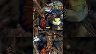 Mandarin fish mandarinfish animalshorts shorts wildlifeanimals nature animal animalfacts [upl. by Strickman38]