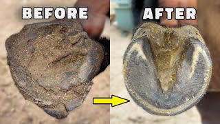 Farrier Horse Hoof Repair Horseshoeing Restoration Oddly Satisfying  farrier asmr [upl. by Lleval628]