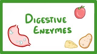 GCSE Biology  Digestive Enzymes 17 [upl. by Eindys]