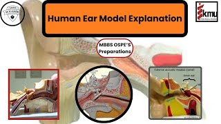 Human Ear Model Explanation  OSPE Preparation  Dr KS Academy [upl. by Haslam]