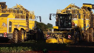 Ropa  Fendt  Claas  Zuckerrübenernte  Sugar Beet Harvest 2024 [upl. by Ahsaercal]