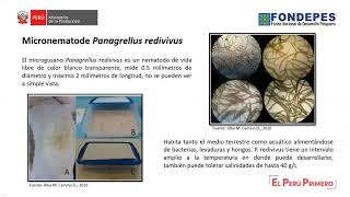 Cultivo de zooplancton y micronematode para acuicultura [upl. by Janik]