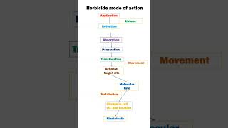 HERBICIDE ACTIONS IN PLANTSeducation [upl. by Soane215]