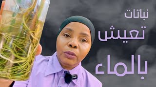 هل تعيش النباتات المنزلية في الماء ؟ [upl. by Einahpad]