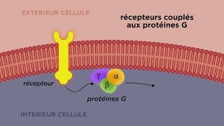 MOOC côté cours  Les différents types de récepteurs cellulaires [upl. by Emerej218]