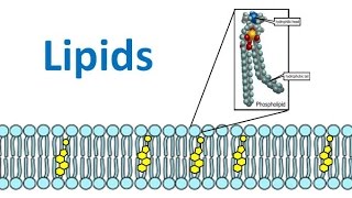 Lipids amp Fatty Acids regular biology updated [upl. by Seafowl]