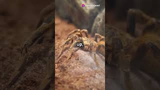 Ever imagined the goliath birdeater face the giant forest scorp [upl. by Knick225]