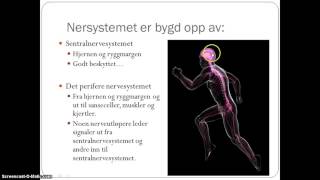 Nervesystemet [upl. by Ewen]