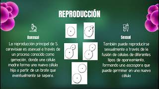 MicrobiologíaSaccharomycesCerevisiaeexplicacion [upl. by Dnomsaj]