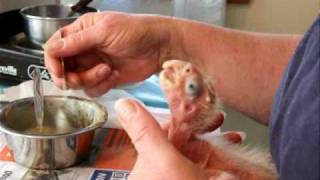 Spoon feeding a 2 week old Long billed Corella wwwpetbirdscomau [upl. by Yrollam]