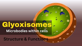 Glyoxysomes Glyoxysomes structure and function  Glyoxysomes class 11 [upl. by Asle442]