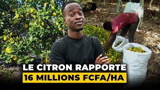 Le citron rapporte 16 Millions de F CFAha [upl. by Adok]