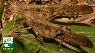 Carolina grasshopper courtship display  dance  ritual  Insect [upl. by Nap]