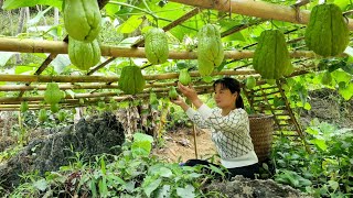 Harvest vegetables and chayote  bring them to the market to sell  Triêu Thị Sểnh [upl. by Orlan571]