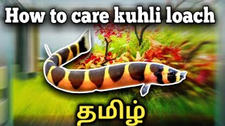 How to Care Kuhli Loach fish  Tamil [upl. by Ahseiat]