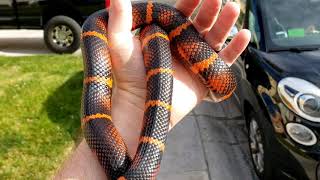 Ember F3 hybrid California king snake x Honduran milk snake [upl. by Charles109]