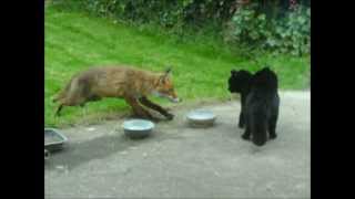 Cat vs fox  an cat i gcoinne an tsionnaigh Katze gegen Fuchs  Chat contre Renard [upl. by Tench747]